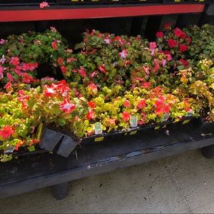 Meet your Posher, Tomas